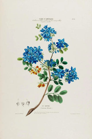 Etienne Denisse - Flore dAmerique dessinee dapres nature sur les lieux Pl033.webp