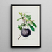 Flore d'Amérique dessinée d'après nature sur les lieux Pl040 - Étienne Denisse — gerahmtes Bild an der Wand