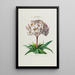 Flore d'Amérique dessinée d'après nature sur les lieux Pl041 - Étienne Denisse — gerahmtes Bild an der Wand