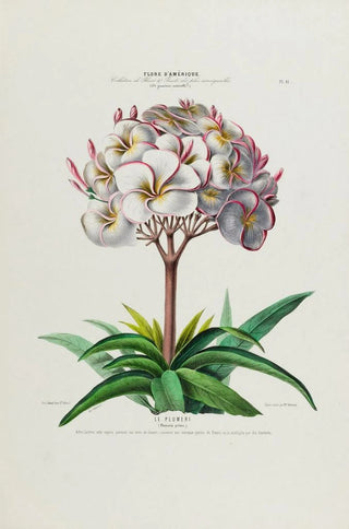 Etienne Denisse - Flore dAmerique dessinee dapres nature sur les lieux Pl041.webp