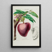 Flore d'Amérique dessinée d'après nature sur les lieux Pl046 - Étienne Denisse — gerahmtes Bild an der Wand