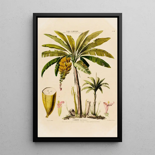 Etienne Denisse - Flore dAmerique dessinee dapres nature sur les lieux Pl048.webp