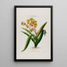 Flore d'Amérique dessinée d'après nature sur les lieux Pl053 - Étienne Denisse — gerahmtes Bild an der Wand