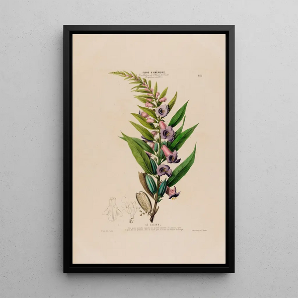 Etienne Denisse - Flore dAmerique dessinee dapres nature sur les lieux Pl055.webp