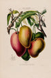 Flore d'Amérique dessinée d'après nature sur les lieux Pl061 - Étienne Denisse — Ansicht des Kunstwerks