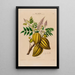 Flore d'Amérique dessinée d'après nature sur les lieux Pl066 - Étienne Denisse — gerahmtes Bild an der Wand