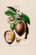 Flore d'Amérique zeichnung nach der Natur vor Ort Pl068 - Étienne Denisse — Ansicht des Kunstwerks