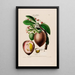 Flore d'Amérique zeichnung nach der Natur vor Ort Pl068 - Étienne Denisse — gerahmtes Bild an der Wand