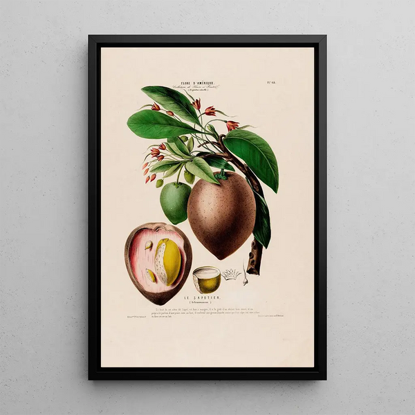 Etienne Denisse - Flore dAmerique dessinee dapres nature sur les lieux Pl068.webp