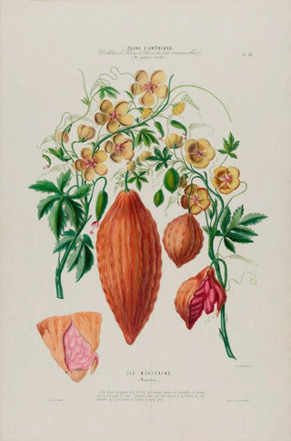Etienne Denisse - Flore dAmerique dessinee dapres nature sur les lieux Pl076.webp