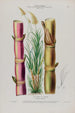 Flore d'Amérique dessinée d'après nature sur les lieux Pl078 - Étienne Denisse — Ansicht des Kunstwerks