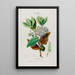 Flore d'Amérique dessinée d'après nature sur les lieux Pl080 - Étienne Denisse — gerahmtes Bild an der Wand