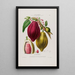 Flore d'Amérique dessinée d'après nature sur les lieux Pl082 - Étienne Denisse — gerahmtes Bild an der Wand
