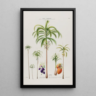Etienne Denisse - Flore dAmerique dessinee dapres nature sur les lieux Pl089.webp