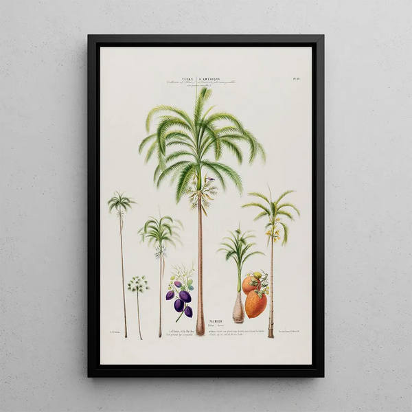 Etienne Denisse - Flore dAmerique dessinee dapres nature sur les lieux Pl089.webp