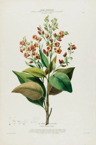 Etienne Denisse - Flore dAmerique dessinee dapres nature sur les lieux Pl091.webp