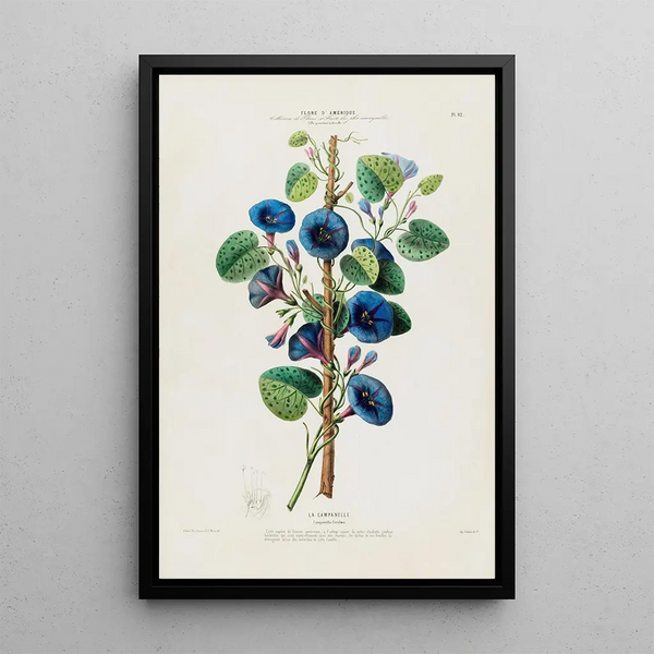 Etienne Denisse - Flore dAmerique dessinee dapres nature sur les lieux Pl092.webp