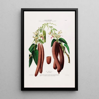 Etienne Denisse - Flore dAmerique dessinee dapres nature sur les lieux Pl094.webp