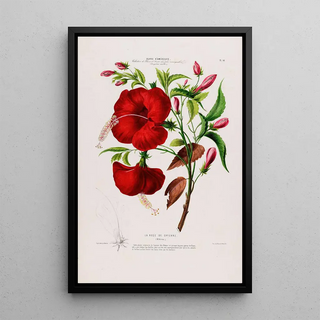 Etienne Denisse - Flore dAmerique dessinee dapres nature sur les lieux Pl095.webp