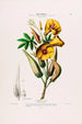 Flore d'Amérique dessinée d'après nature sur les lieux Pl099 - Étienne Denisse — Ansicht des Kunstwerks