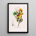 Flore d'Amérique dessinée d'après nature sur les lieux Pl099 - Étienne Denisse — gerahmtes Bild an der Wand