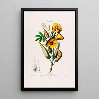 Etienne Denisse - Flore dAmerique dessinee dapres nature sur les lieux Pl099.webp