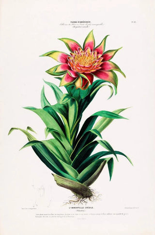 Etienne Denisse - Flore dAmerique dessinee dapres nature sur les lieux Pl101.webp