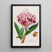 Flore d'Amérique dessinée d'après nature sur les lieux Pl104 - Étienne Denisse — gerahmtes Bild an der Wand