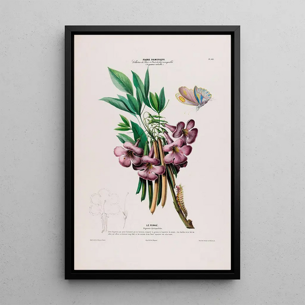 Etienne Denisse - Flore dAmerique dessinee dapres nature sur les lieux Pl105.webp