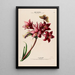 Flore d'Amérique zeichnung nach der Natur vor Ort Pl106 - Étienne Denisse — gerahmtes Bild an der Wand