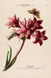Flore d'Amérique zeichnung nach der Natur vor Ort Pl106 - Étienne Denisse — Ansicht des Kunstwerks