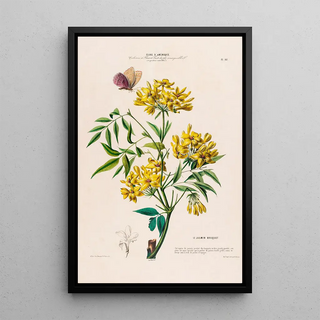 Etienne Denisse - Flore dAmerique dessinee dapres nature sur les lieux Pl107.webp