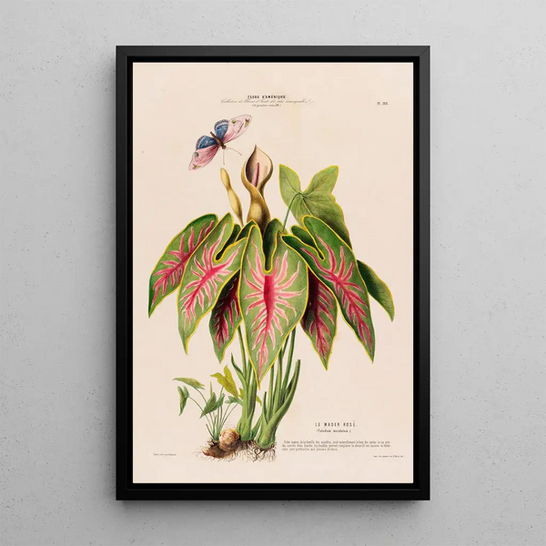 Etienne Denisse - Flore dAmerique dessinee dapres nature sur les lieux Pl108.webp