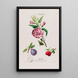 Etienne Denisse - Flore dAmerique dessinee dapres nature sur les lieux Pl110.webp