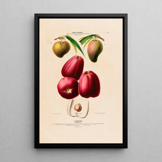 Etienne Denisse - Flore dAmerique dessinee dapres nature sur les lieux Pl113.webp