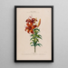 Flore d'Amérique dessinée d'après nature sur les lieux Pl115 - Étienne Denisse — gerahmtes Bild an der Wand