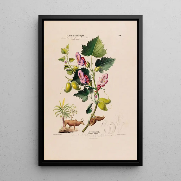 Etienne Denisse - Flore dAmerique dessinee dapres nature sur les lieux Pl119.webp