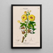 Flore d'Amérique dessinée d'après nature sur les lieux Pl123 - Étienne Denisse — gerahmtes Bild an der Wand
