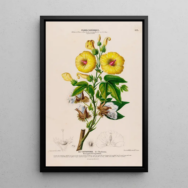 Etienne Denisse - Flore dAmerique dessinee dapres nature sur les lieux Pl123.webp