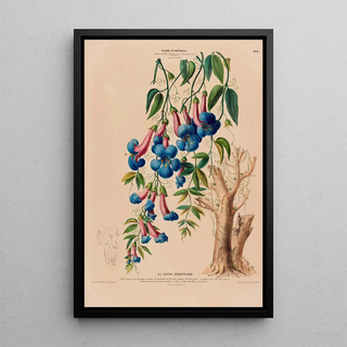 Etienne Denisse - Flore dAmerique dessinee dapres nature sur les lieux Pl124.webp