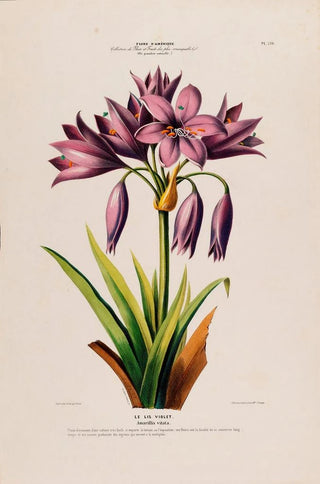 Etienne Denisse - Flore dAmerique dessinee dapres nature sur les lieux Pl126.webp