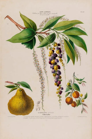 Etienne Denisse - Flore dAmerique dessinee dapres nature sur les lieux Pl127.webp