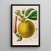 Flore d'Amérique zeichnung nach der Natur vor Ort Pl129 - Étienne Denisse — gerahmtes Bild an der Wand