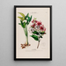 Flore d'Amérique dessinée d'après nature sur les lieux Pl130 - Étienne Denisse — gerahmtes Bild an der Wand