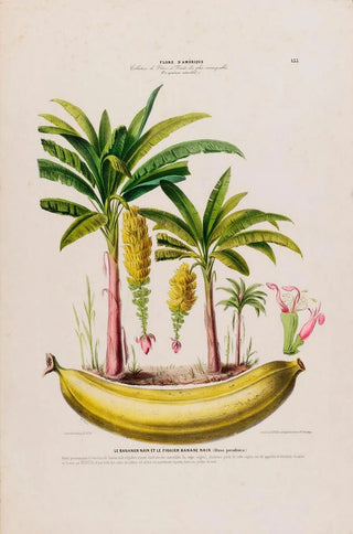 Etienne Denisse - Flore dAmerique dessinee dapres nature sur les lieux Pl133.webp