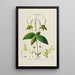 Flore d'Amérique dessinée d'après nature sur les lieux Pl134 - Étienne Denisse — gerahmtes Bild an der Wand