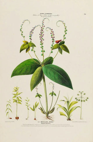 Etienne Denisse - Flore dAmerique dessinee dapres nature sur les lieux Pl134.webp