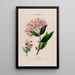 Flore d'Amérique dessinée d'après nature sur les lieux Pl136 - Étienne Denisse — gerahmtes Bild an der Wand