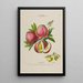 Flore d'Amérique zeichnung nach der Natur vor Ort Pl142 - Étienne Denisse — gerahmtes Bild an der Wand