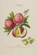Flore d'Amérique zeichnung nach der Natur vor Ort Pl142 - Étienne Denisse — Ansicht des Kunstwerks